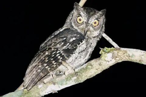 Moluccan Scops Owl