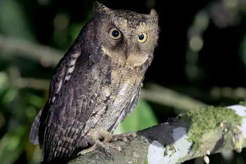 Sulawesi Scops Owl