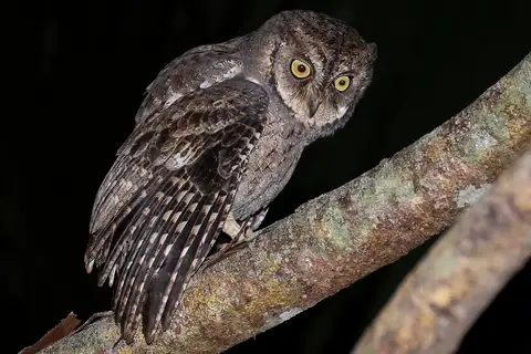 Mantanani Scops Owl