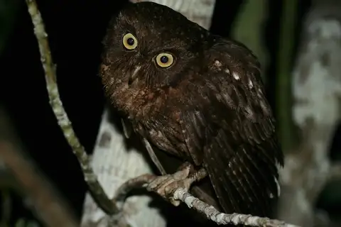 Mayotte Scops Owl
