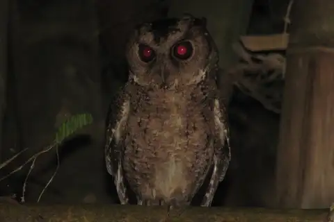 Philippine Scops Owl