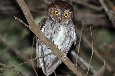 Banggai Scops Owl