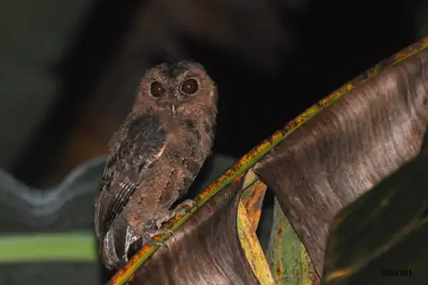 Mentawai Scops Owl
