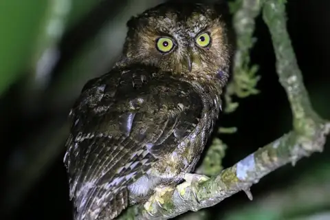 Mindoro Scops Owl