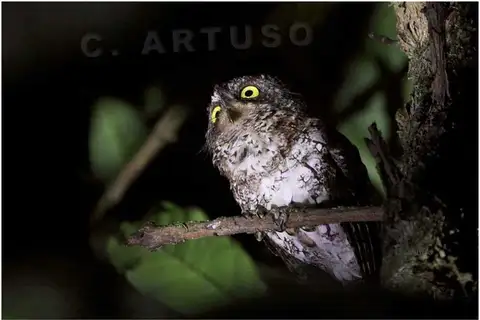 Mindanao Scops Owl