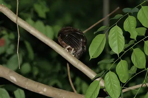 Moheli Scops Owl
