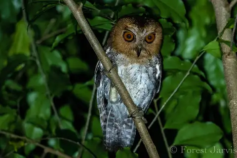 Negros Scops Owl