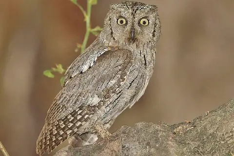 Arabian Scops Owl