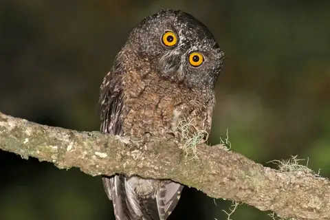 Karthala Scops Owl