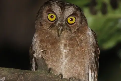 Pemba Scops Owl