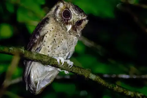 Reddish Scops Owl