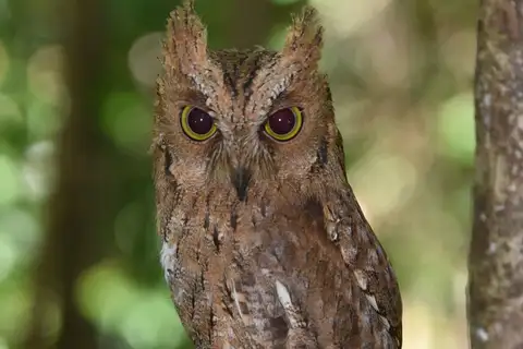 Madagascar Scops Owl
