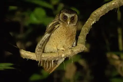 White-fronted Scops Owl