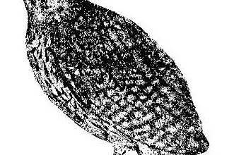 Mauritius Scops Owl