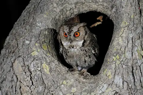 Japanese Scops Owl
