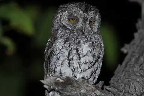 African Scops Owl