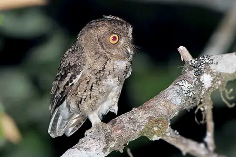 Wallace's Scops Owl