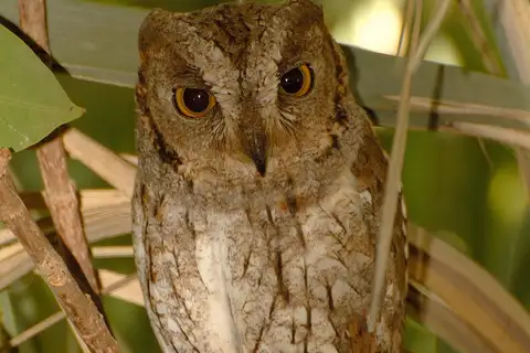 Socotra Scops Owl