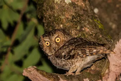 Mountain Scops Owl
