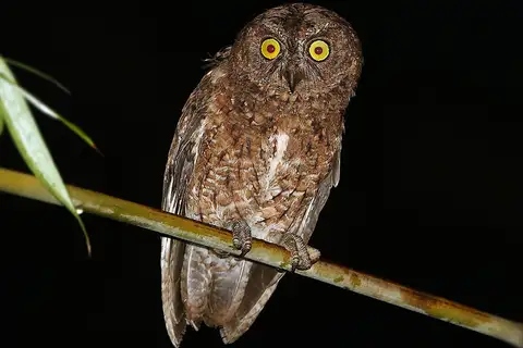 Sula Scops Owl