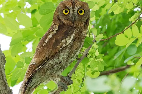 Oriental Scops Owl