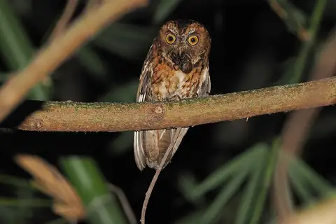 Wetar Scops Owl