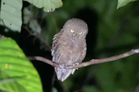 Simeulue Scops Owl