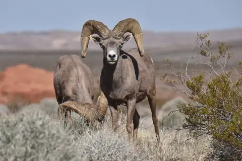 Bighorn Sheep