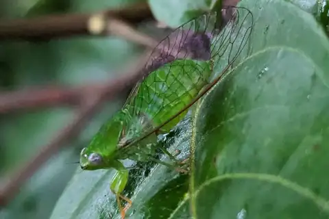 Green Ghost