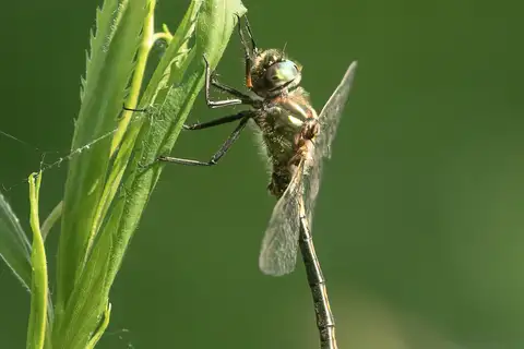 Orange-spotted Emerald