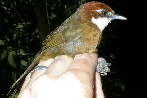 White-throated Oxylabes