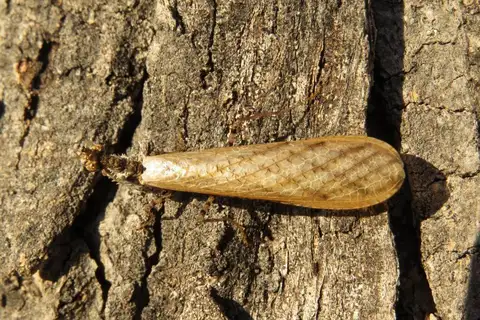 Cape Boxing Mantis