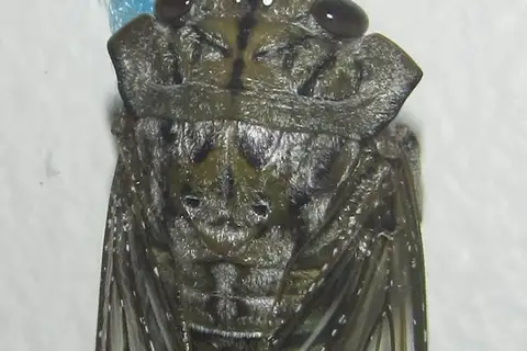 Coastal Sharpcollar Cicada