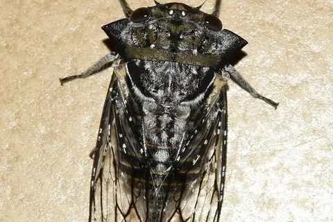 Savanna Sharpcollar Cicada