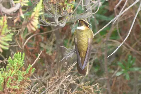 Blue-bearded Helmetcrest