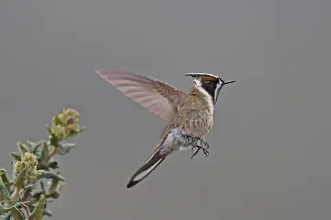 Green-bearded Helmetcrest