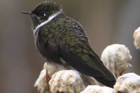 White-bearded Helmetcrest