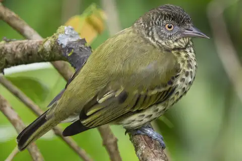 Sharpbill