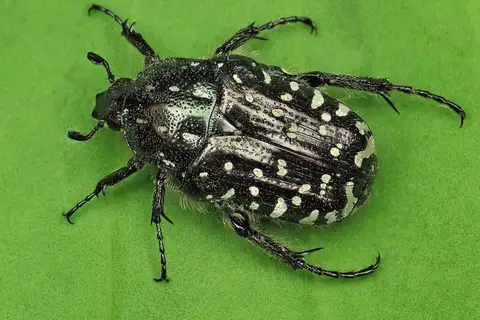 Mediterranean Spotted Chafer