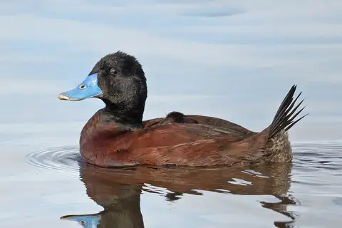 Blue-billed Duck