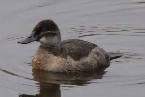 Andean Duck