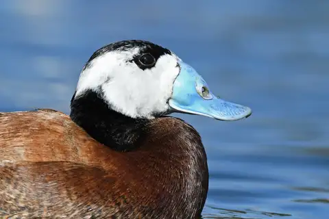 White-headed Duck