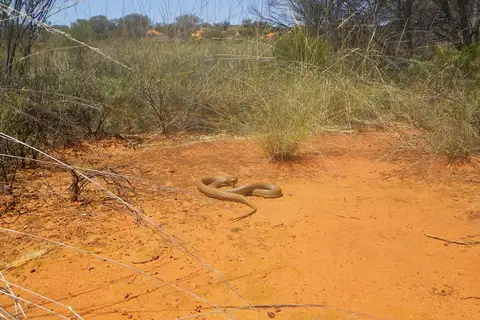 Western Desert Taipan