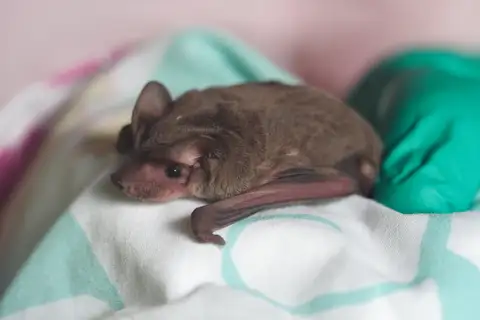 Northern Free-tailed Bat