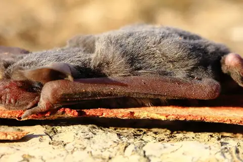 Inland Free-tailed Bat