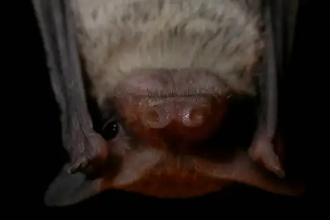Southeastern Free-tailed Bat