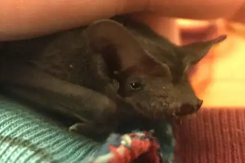 Eastern Free-tailed Bat