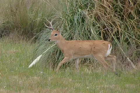 Pampas Deer