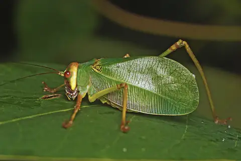 Naskrecki's Bush Katydid