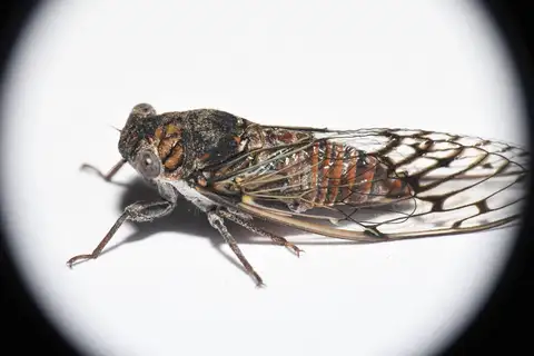Little mesquite cicada